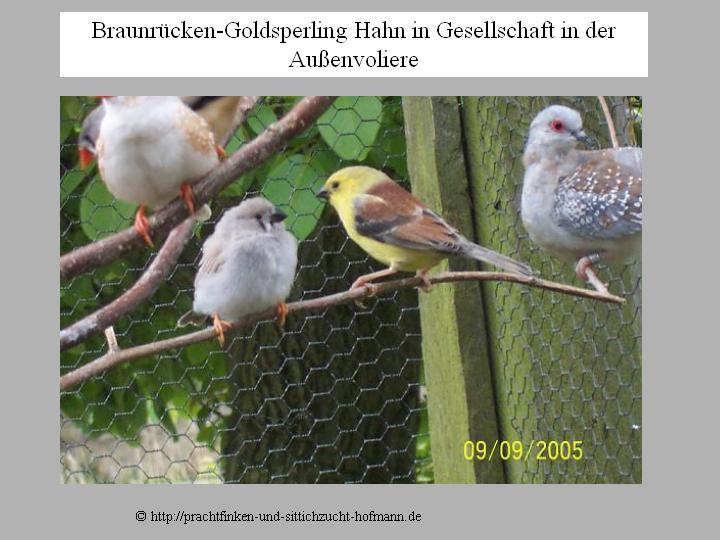 Braunrücken Goldsperling, Goldsperling, Auripasser luteus, Sudan golden